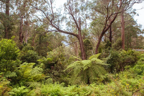 Fred Piper Memorial Lookout Australia — Foto de Stock