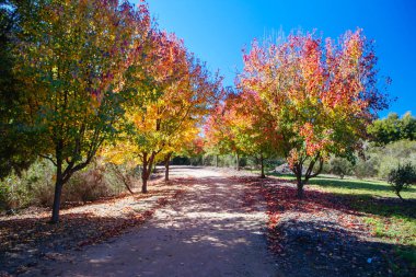 Beechworth Çin Bahçeleri Peyzajı