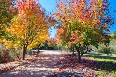Beechworth Çin Bahçeleri Peyzajı