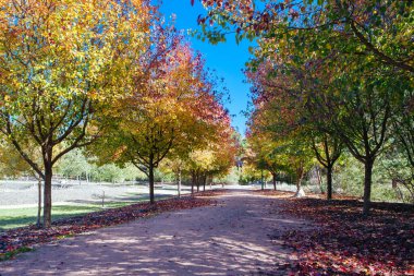 Beechworth Çin Bahçeleri Peyzajı