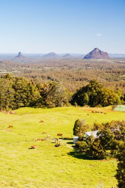 Glass House Dağları Queensland Avustralya