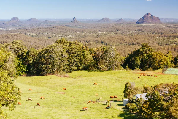 Glass House Dağları Queensland Avustralya