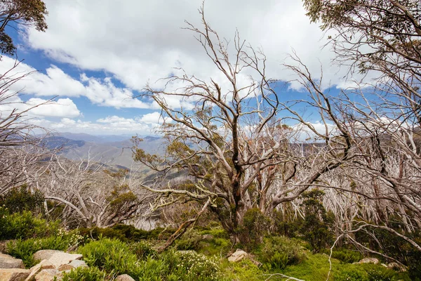 Mount Buller Flora i Australien — Stockfoto