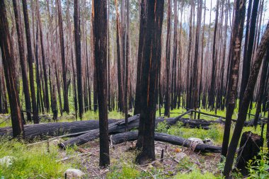 Avustralya Buller Dağı Çalı Ateşi Manzarası