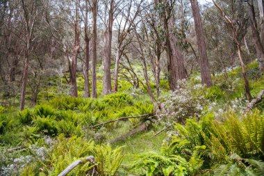 Klingsporn Yolu Buller Dağı Avustralya