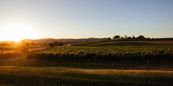 Yarra Valley Vineyard v Austrálii — Stock fotografie