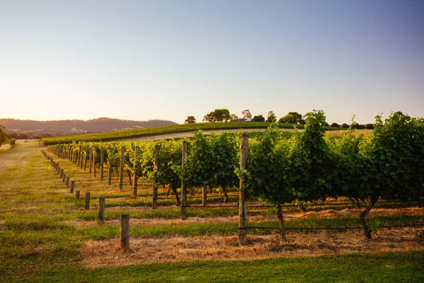 Yarra Valley Vineyard en Australia —  Fotos de Stock