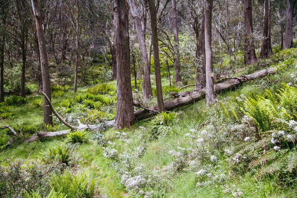 Klingsporn Trail Mt Buller Australia — Foto Stock