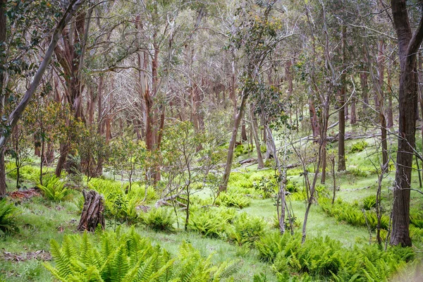 Клингспорнская тропа Буллер Австралия — стоковое фото