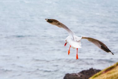 Victoria Avustralya 'da Martı Yükseliyor