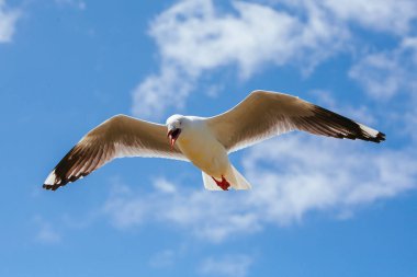 Victoria Avustralya 'da Martı Yükseliyor