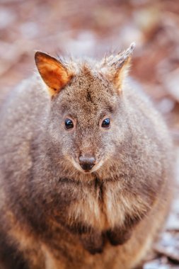 Tazmanya Avustralya 'da bir Pademelon