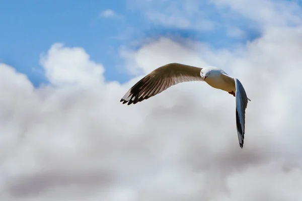 Gaviota se eleva en Victoria Australia —  Fotos de Stock