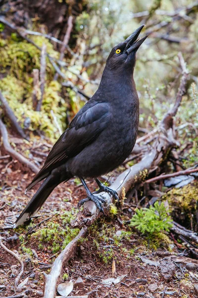 Ein schwarzer Currawong in Tasmanien Australien — Stockfoto