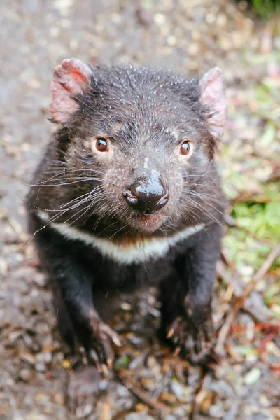 Tasmanian Devil di Tasmania Australia — Stok Foto