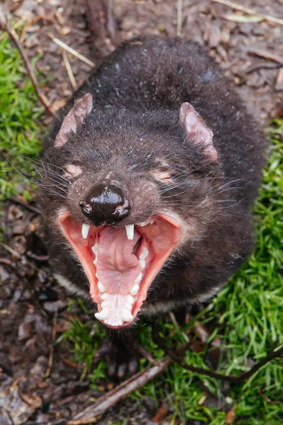 Diablo de Tasmania en Tasmania Australia — Foto de Stock
