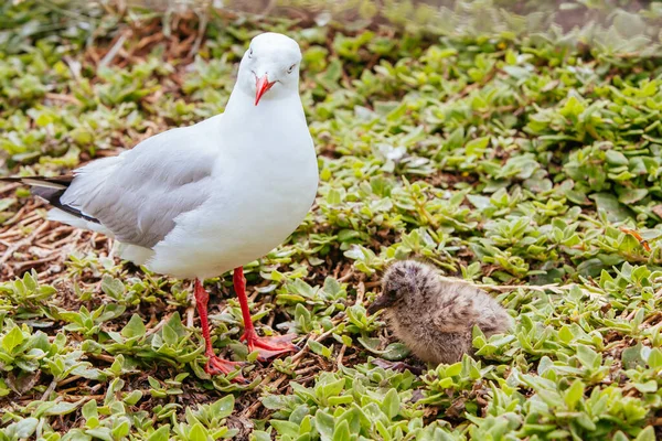 Bebê gaivota Phillip Island Austrália — Fotografia de Stock