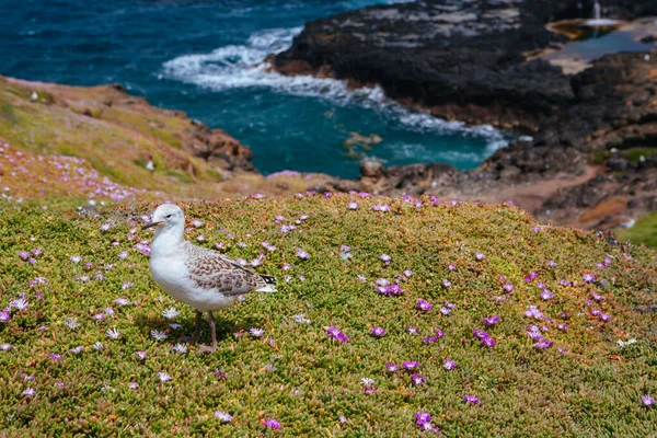 Phillip Island Gaivota em Victoria Austrália — Fotografia de Stock