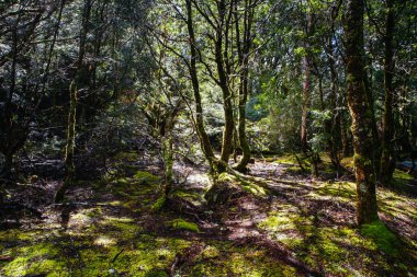 Beşik Dağı Tazmanya Avustralya