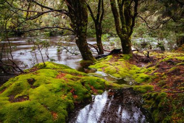 Beşik Dağı Tazmanya Avustralya