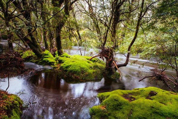 Cradle Mountain Landschap Tasmanië Australië — Stockfoto