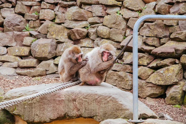 Recinzione per scimmie Launceston City Park Tasmania Australia — Foto Stock
