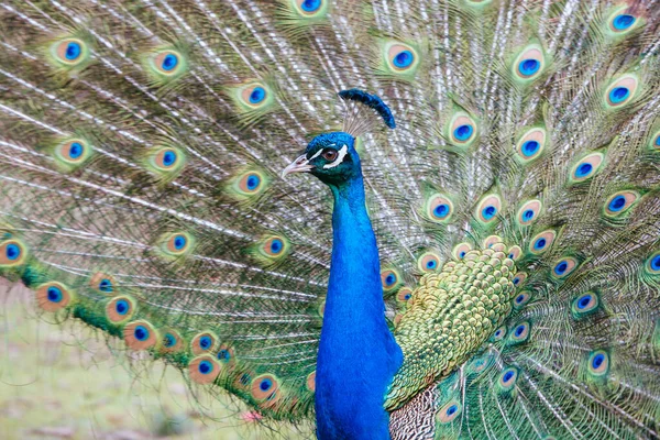 Peacock in Launceston Tasmania Australia — Stock Photo, Image