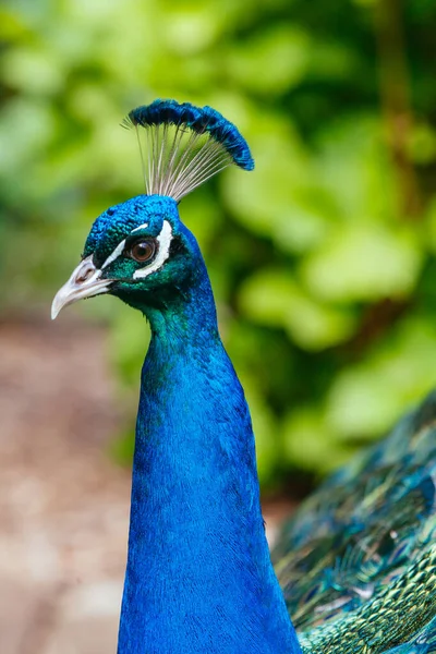 Peacock in Launceston Tasmania Australia — Stock Photo, Image