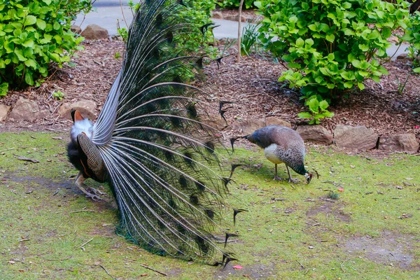 Peacock in Launceston Tasmania Australia — Stock Photo, Image