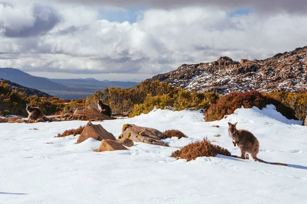 Skigebied Ben Lomond Tasmanië Australië — Stockfoto