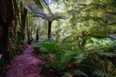Tazmanya Avustralya 'da Liffey Falls