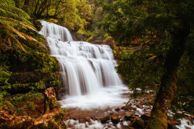 Tazmanya Avustralya 'da Liffey Falls