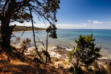 Shoreham Plajı Mornington Yarımadası Avustralya
