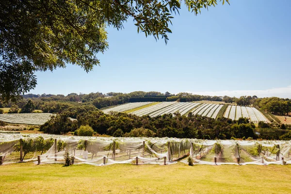 Mornington Peninsula Vines in Australia — Stock Photo, Image