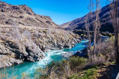 Kükreyen Meg Yeni Zelanda Gözcüsü