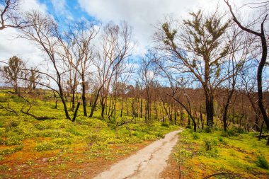 Avustralya 'da Bolluk Gorge Parklands