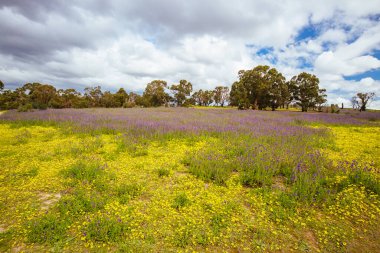 Avustralya 'da Bolluk Gorge Parklands