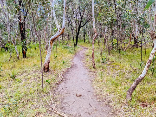 Australische Bush en wandelpad — Stockfoto