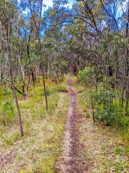 Avustralya Çalılığı ve Yürüyen Yol — Stok fotoğraf