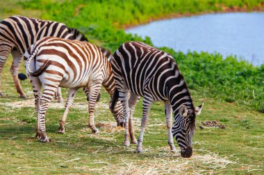 Melbourne Avustralya 'da Zebra Ovası