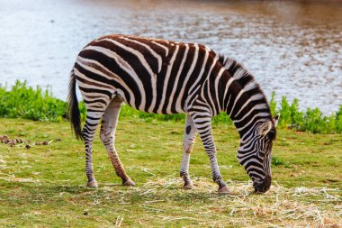 Melbourne Avustralya 'da Zebra Ovası