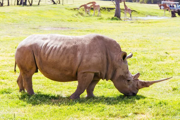 Jižní bílý nosorožec v Austrálii — Stock fotografie