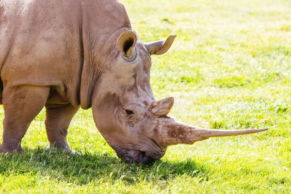 Jižní bílý nosorožec v Austrálii — Stock fotografie