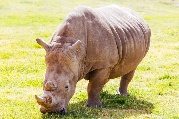 Zuidelijke witte neushoorn in Australië — Stockfoto