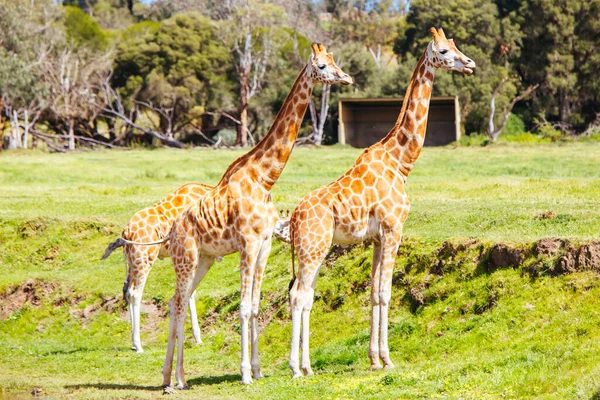 Jirafas en un zoológico en Australia — Foto de Stock