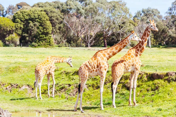 Jirafas en un zoológico en Australia — Foto de Stock