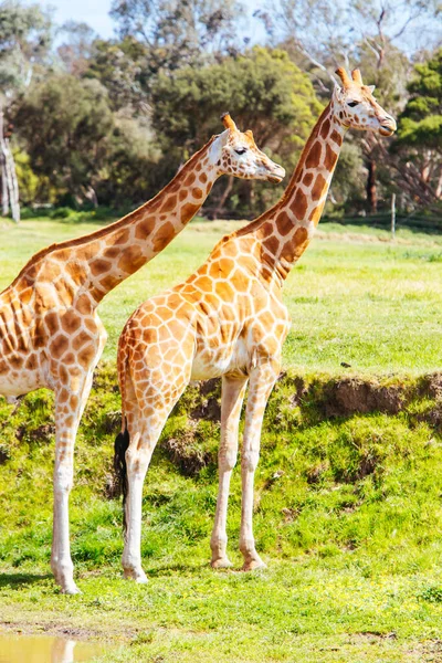 Giraffen in een dierentuin in Australië — Stockfoto