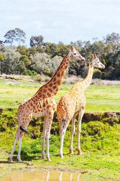 Жирафы в зоопарке Австралии — стоковое фото
