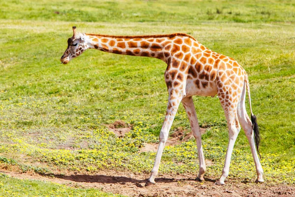 Giraffen in een dierentuin in Australië — Stockfoto