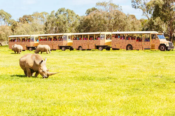 Південний білий носоріг в Австралії — стокове фото